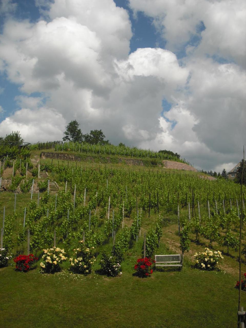 Апартаменты Weingut Mariaberg Мейсен Экстерьер фото